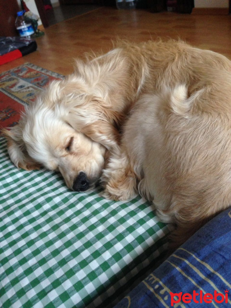 İngiliz Cocker Spaniel, Köpek  Ates fotoğrafı
