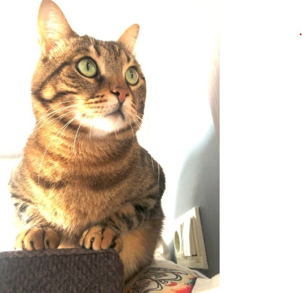 Tekir Kedi, Kedi  PİKSEL fotoğrafı
