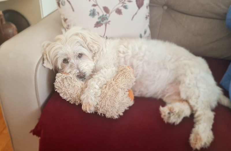 Maltese, Köpek  Chance fotoğrafı