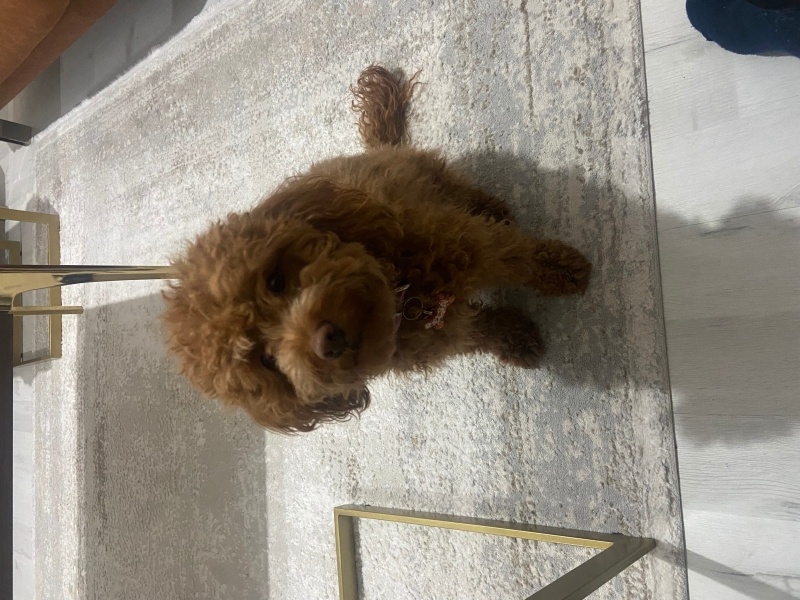 Poodle (Minyatür Kaniş), Köpek  Elsa fotoğrafı