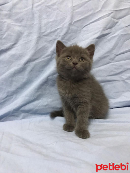 British Shorthair, Kedi  Layd fotoğrafı