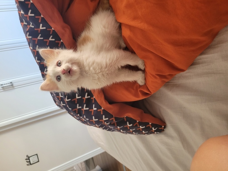 American Bobtail, Kedi  LEGOLAS fotoğrafı