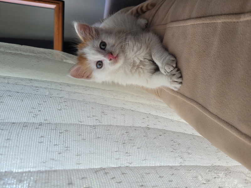 American Bobtail, Kedi  LEGOLAS fotoğrafı