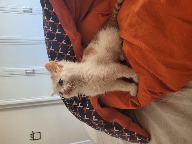 American Bobtail, Kedi  LEGOLAS fotoğrafı