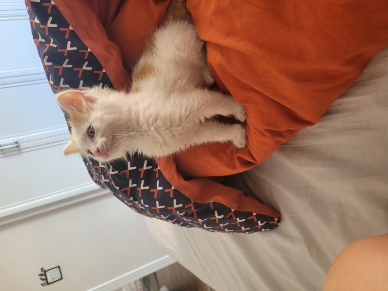American Bobtail, Kedi  LEGOLAS fotoğrafı