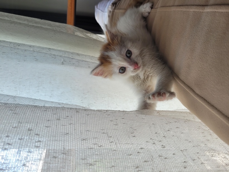 American Bobtail, Kedi  LEGOLAS fotoğrafı