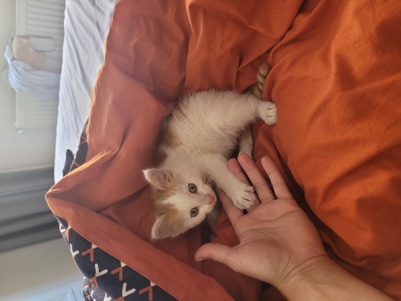 American Bobtail, Kedi  LEGOLAS fotoğrafı