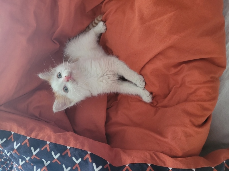 American Bobtail, Kedi  LEGOLAS fotoğrafı