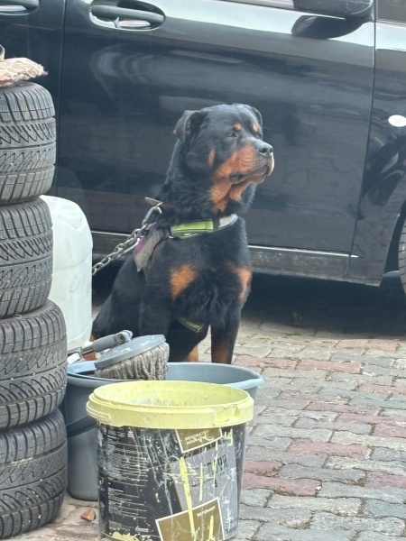 Rottweiler, Köpek  alex fotoğrafı