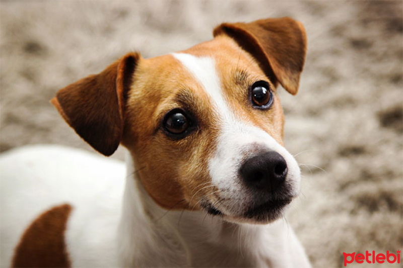 Jack Russell Terrier, Köpek  Luna fotoğrafı