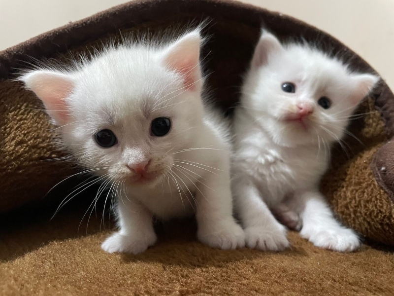 Van Kedisi, Kedi  Yeni sahiplerinin isimlendirmelerini bekliyorlar fotoğrafı
