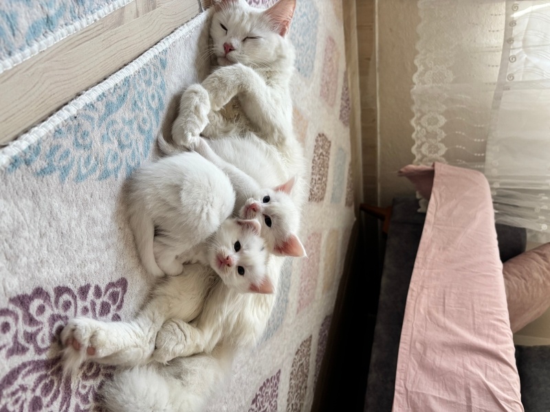 Van Kedisi, Kedi  Yeni sahiplerinin isimlendirmelerini bekliyorlar fotoğrafı