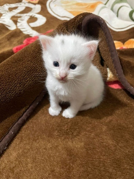 Van Kedisi, Kedi  Yeni sahiplerinin isimlendirmelerini bekliyorlar fotoğrafı