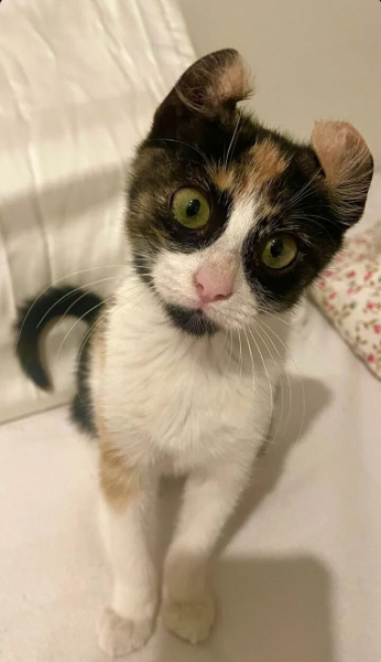 American Curl, Kedi  Gofret fotoğrafı