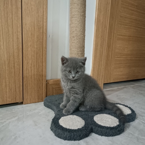 British Shorthair, Kedi  British fotoğrafı