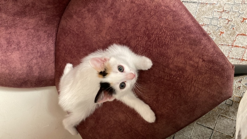 Tekir Kedi, Kedi  Pamuk fotoğrafı