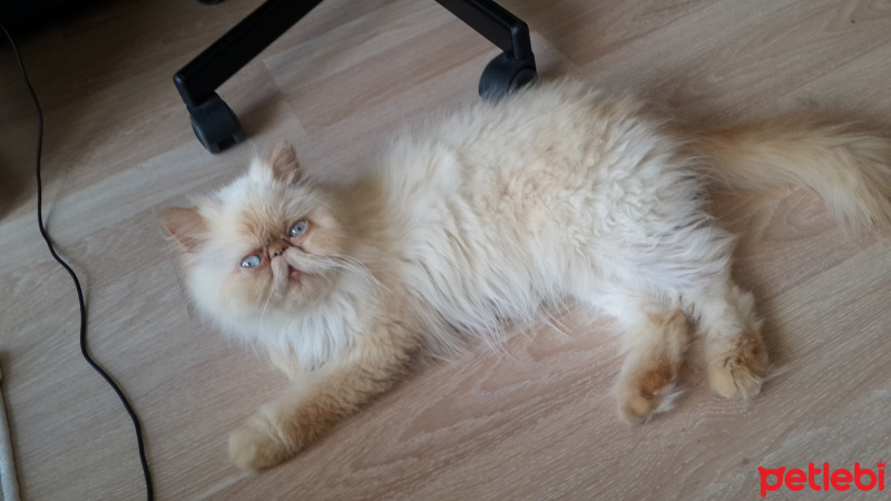 İran Kedisi (Persian), Kedi  Mocha fotoğrafı