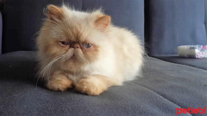 İran Kedisi (Persian), Kedi  Mocha fotoğrafı