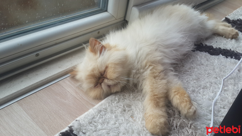 İran Kedisi (Persian), Kedi  Mocha fotoğrafı