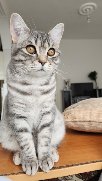 British Shorthair, Kedi  Asel fotoğrafı