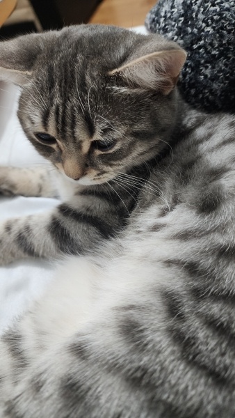 British Shorthair, Kedi  Asel fotoğrafı