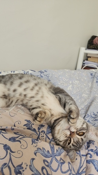 British Shorthair, Kedi  Asel fotoğrafı
