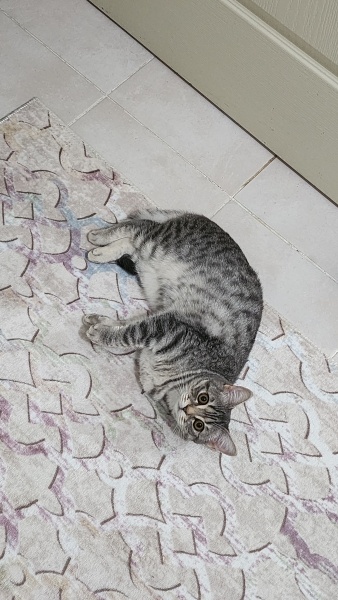 British Shorthair, Kedi  Asel fotoğrafı