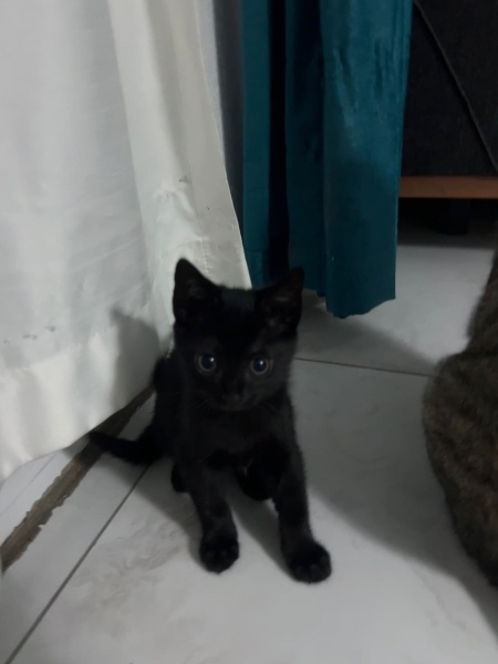 Tekir Kedi, Kedi  dişi siyah kedi fotoğrafı