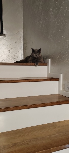 British Shorthair, Kedi  Gece fotoğrafı