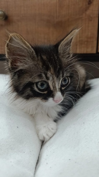 Tekir Kedi, Kedi  Cookie fotoğrafı