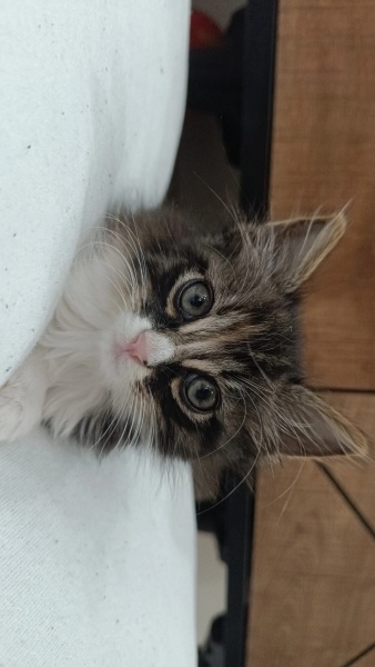Tekir Kedi, Kedi  Cookie fotoğrafı