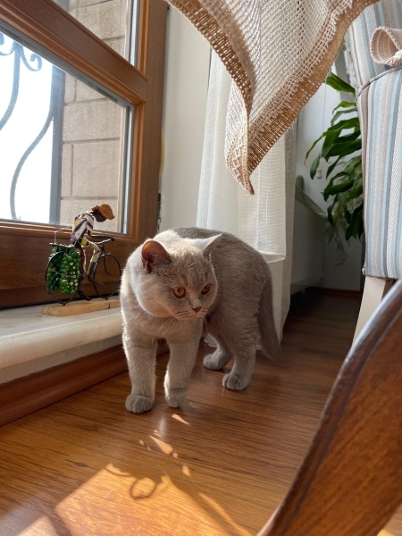 British Shorthair, Kedi  Lily fotoğrafı