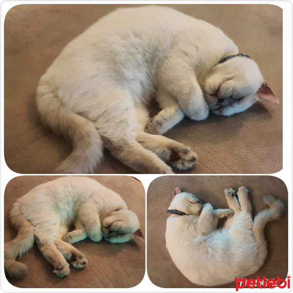 British Shorthair, Kedi  Lucky fotoğrafı