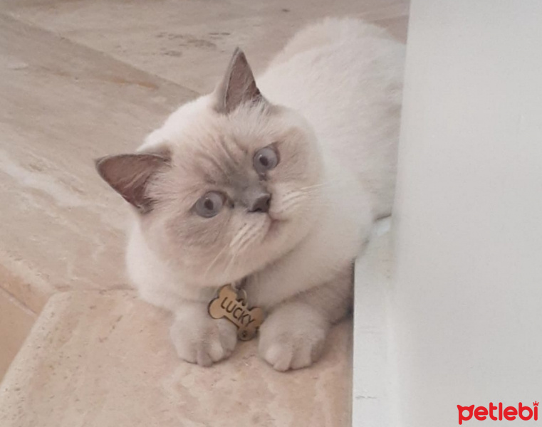 British Shorthair, Kedi  Lucky fotoğrafı