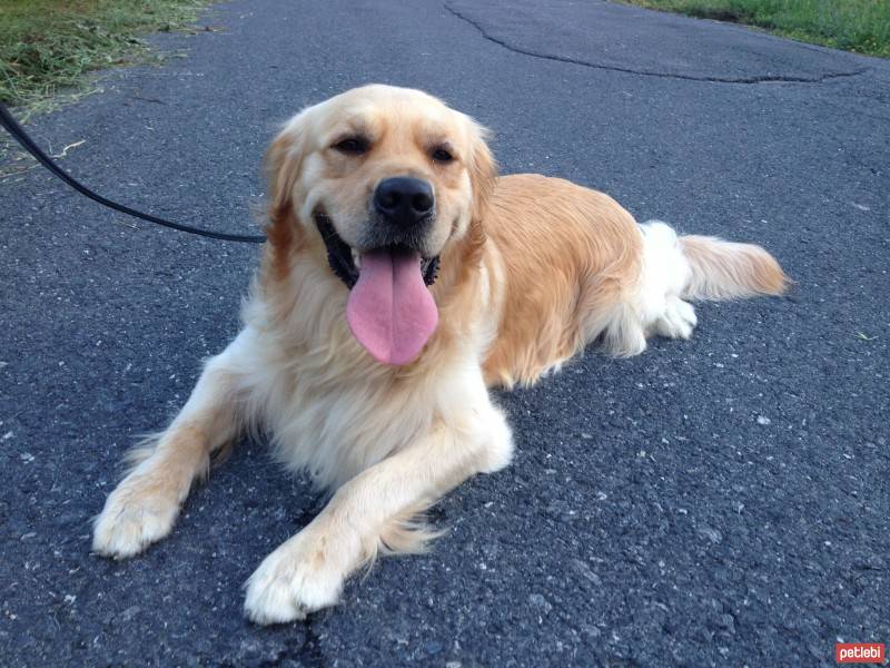 Golden Retriever, Köpek  Melo fotoğrafı