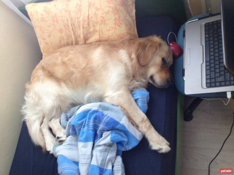 Golden Retriever, Köpek  Melo fotoğrafı