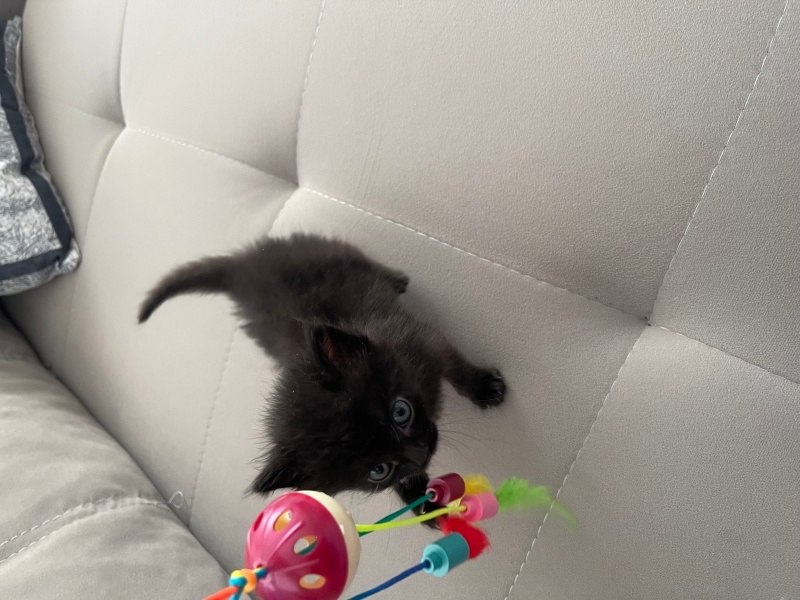Tekir Kedi, Kedi  Gece fotoğrafı