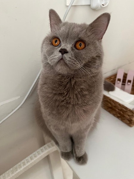 British Shorthair, Kedi  İsis fotoğrafı