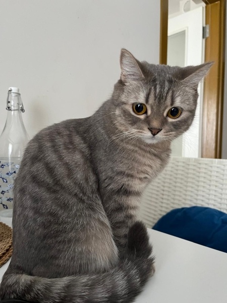 Tekir Kedi, Kedi  Luna fotoğrafı