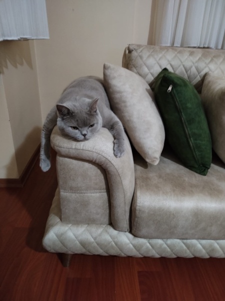 British Longhair, Kedi  Moka fotoğrafı