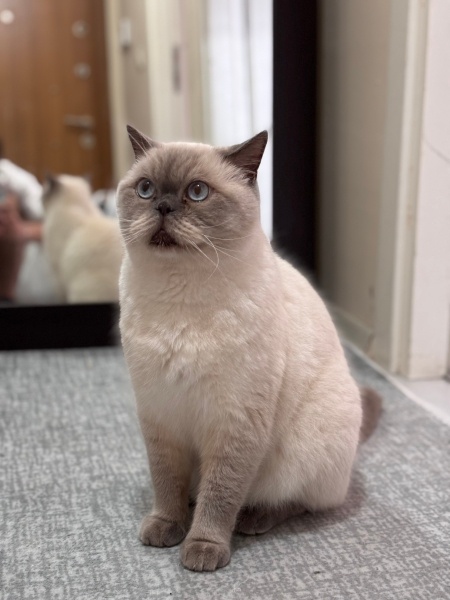 British Shorthair, Kedi  Çakır fotoğrafı