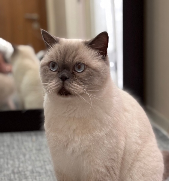 British Shorthair, Kedi  Çakır fotoğrafı