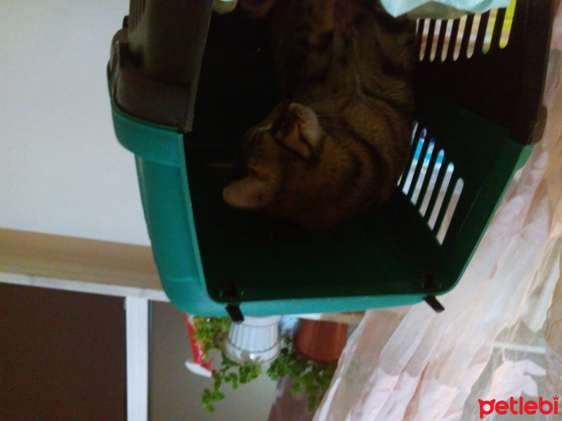 Tekir Kedi, Kedi  Mabel fotoğrafı