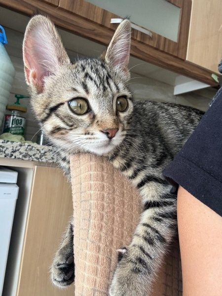 Tekir Kedi, Kedi  Muezza fotoğrafı