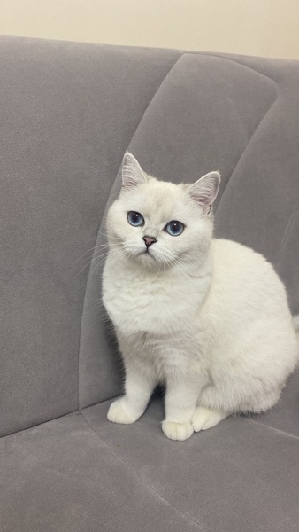 British Shorthair, Kedi  Luna fotoğrafı