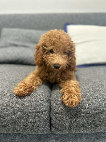 Poodle(Standart Kaniş), Köpek  elektra fotoğrafı