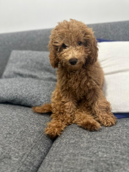 Poodle(Standart Kaniş), Köpek  elektra fotoğrafı