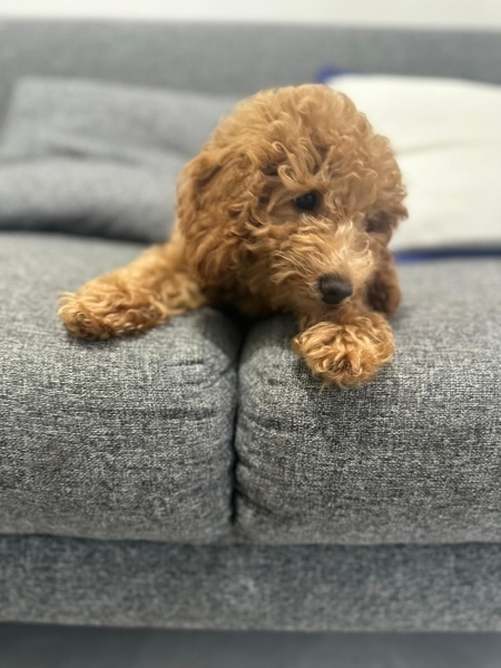 Poodle(Standart Kaniş), Köpek  elektra fotoğrafı