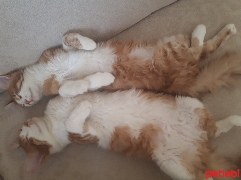 Tekir Kedi, Kedi  Ikizler fotoğrafı