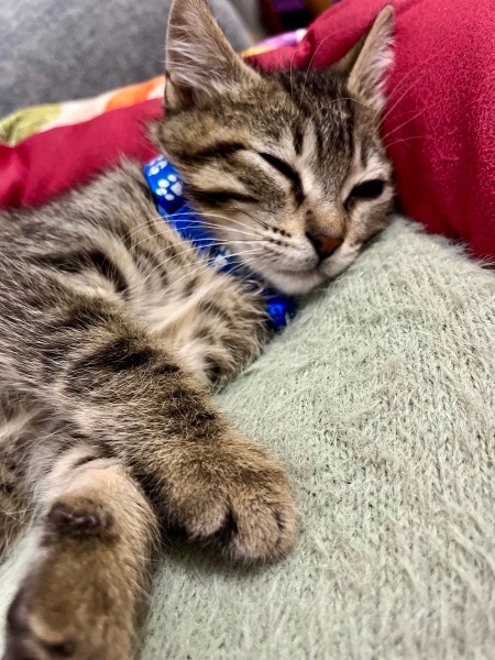 Tekir Kedi, Kedi  Osman fotoğrafı